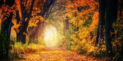 Waldweg im Herbst